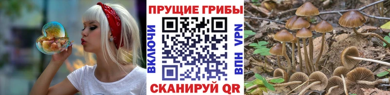 Галлюциногенные грибы Cubensis  Купить закладки  Наволоки 